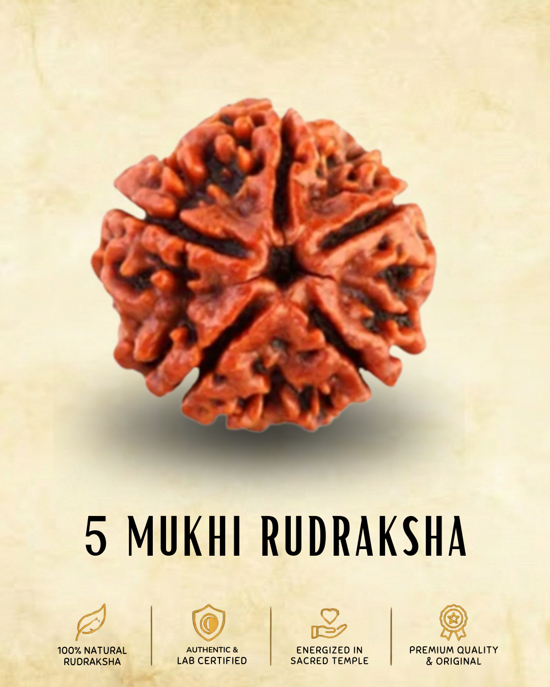 5 mukhi Nepali Rudraksha | ENERGIZED AT BHAIRAV TEMPLE IN KASHI (BUY1 GET1 FREE)